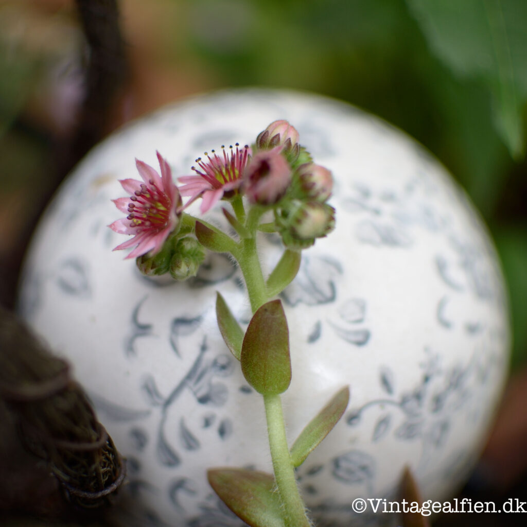 Blomst fra succulent